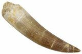 Fossil Plesiosaur (Zarafasaura) Tooth - Morocco #269344-1